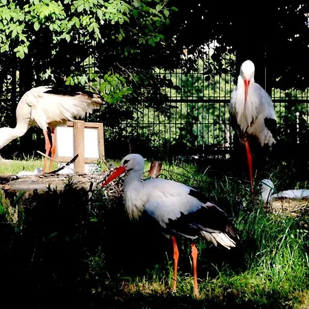 Island (adults Only)