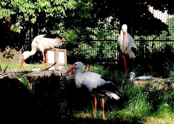 Island (adults Only)